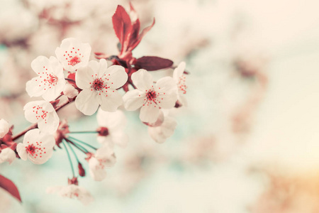 春天背景艺术与白色樱花