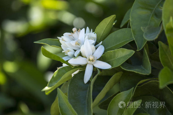 桔子树花