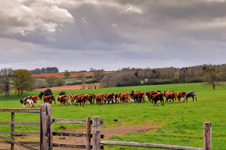 母牛在农场牧场上的字段