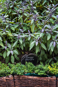 在法国的花园标记紫色鼠尾草灌木