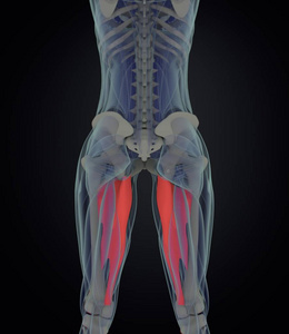 内收肌肌肉解剖模型
