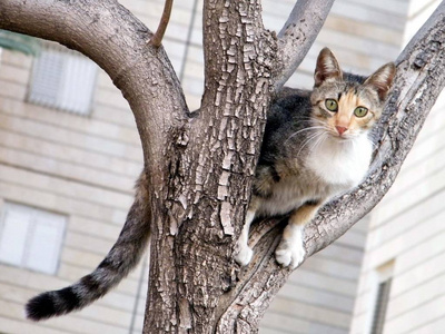 耶胡达  猫在树上 2011年或
