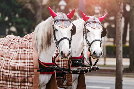 两位美丽装饰白色 fiaker 拉车的马在维也纳，奥地利中央大街上