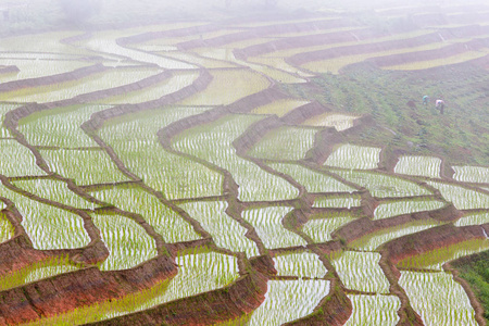 水稻的绿色梯田在 Pa Pong 丙，湄针，清迈，泰国