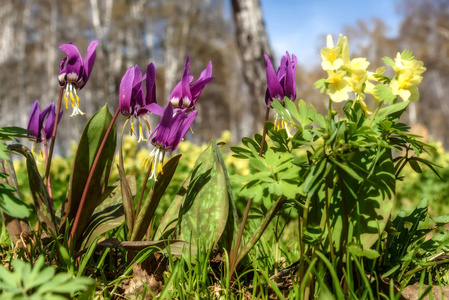 勃艮第的野花春天 Erythronium