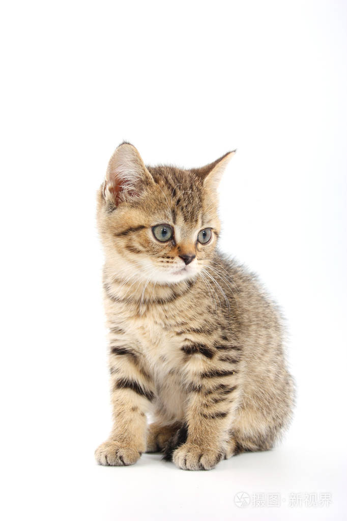 条纹在白色背景上的可爱小猫