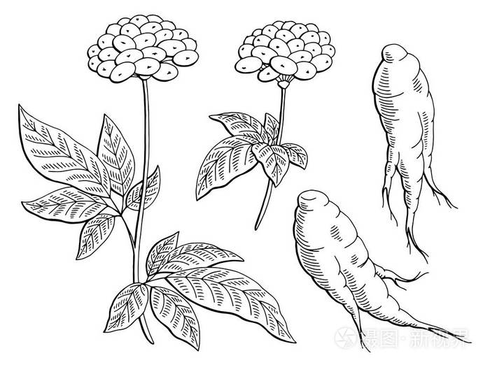 人参图形黑色白色孤立的素描图矢量插画-正版商用图片0u1rsq-摄图新