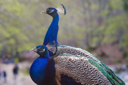 自然背景的优雅蓝色和绿色的鸟孔雀