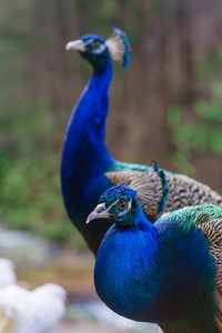 自然背景的优雅蓝色和绿色的鸟孔雀
