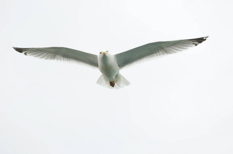 单只在灰色的天空上飞翔的海鸥图片