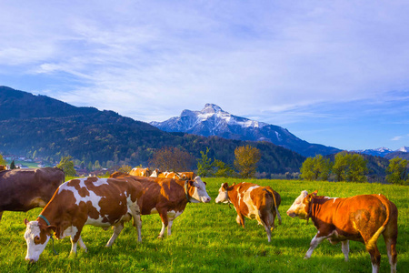 奥地利阿尔卑斯，奥地利萨尔茨堡州牛