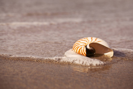 鹦鹉螺贝壳金色的沙滩上