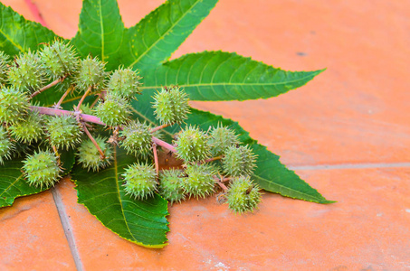 蓖麻子豆植物的种子荚图片