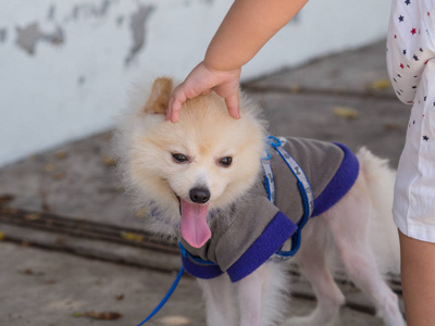 和孩子一起玩的特写白色博美犬