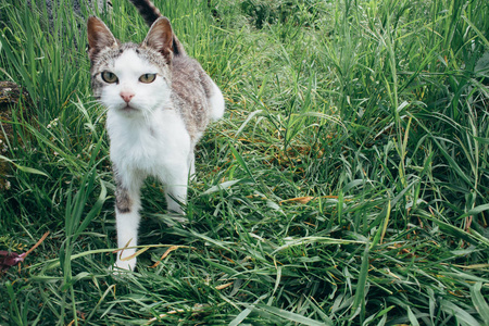 在花园里嬉戏的猫