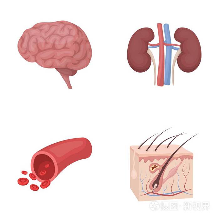 脑, 肾脏, 血管, 皮肤.机关在卡通风格矢量符号股票图