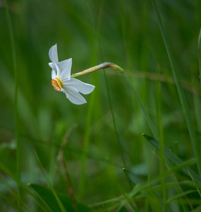 在 Plavski 同种的水仙花