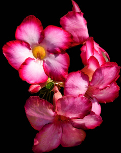 粉红仙人掌花
