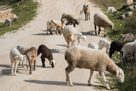 在塞维利亚，西班牙安达卢西亚自治区马拉加省的道路上了一个春日羊群