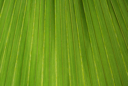 棕榈叶纹理，绿色自然背景