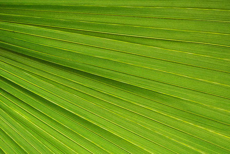 棕榈叶纹理，绿色自然背景