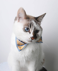 在白色的背景，看着别处的画像上的蝴蝶结领结白色蓝眼睛的猫