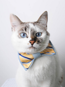 在白色背景上的蝴蝶结领结蓝眼睛白猫肖像