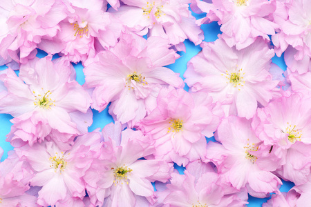日本的樱桃花地毯呼吁 kanzan 樱花蓝色