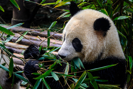 享受他们竹早餐在成都研究基地的大熊猫
