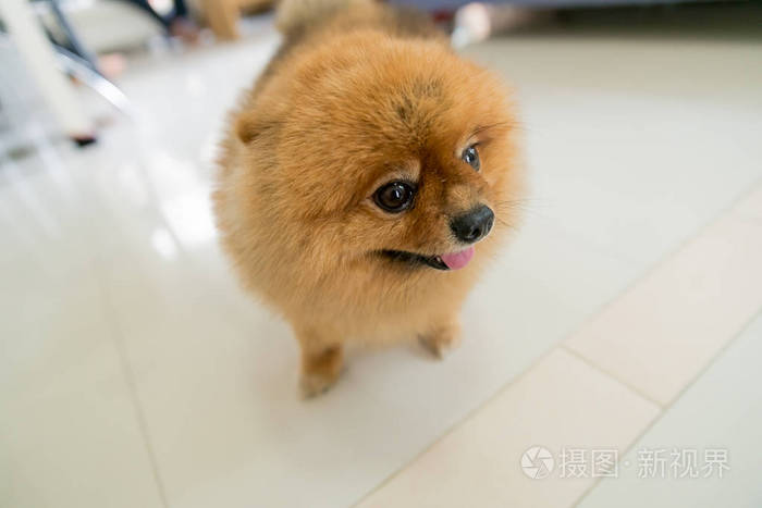 棕色的博美犬狗正在等待他的主人,动物感觉概念