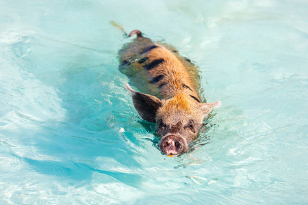 游泳猪的 exumas