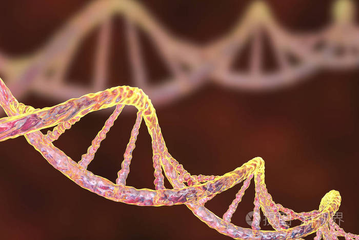 dna 的双螺旋结构