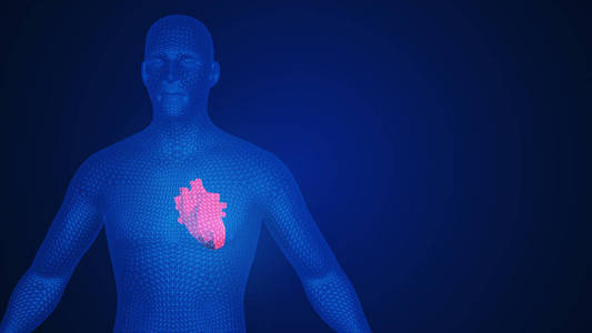 人的心脏在人体中的 3d 插图