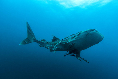 鲸鲨 Rhincodon 片块者除外 动物健最大的鱼