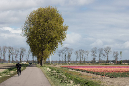在荷兰乡间小路多彩郁金香农田附近骑自行车的人