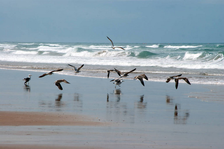 海鸥在海滩