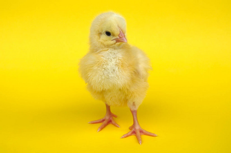 在黄色背景工作室肖像耕作农业只母鸡小鸡