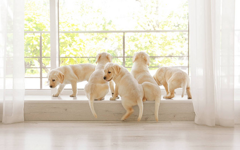 拉布拉多犬幼犬