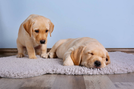 拉布拉多犬幼犬