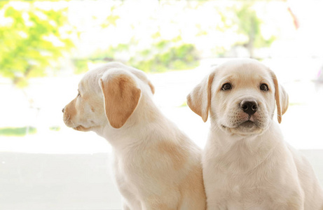 拉布拉多犬幼犬