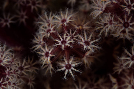 软珊瑚虫的细节