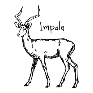 黑斑羚矢量插画素描手绘与孤立的白色背景上的黑色线条