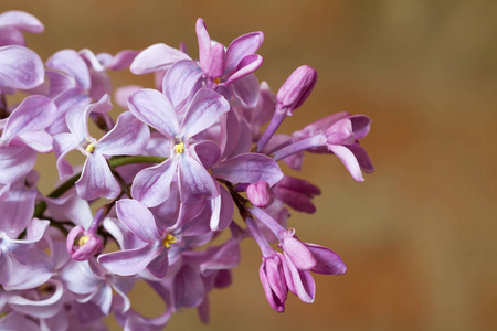 宏观形象的春天丁香紫色花