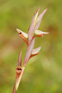 兰花塞拉皮斯 bergonii 开花