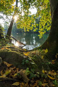 日出在一条河流，多彩的秋天叶子