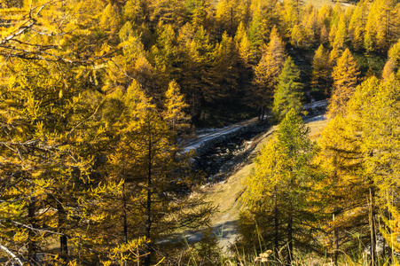 黄色的树木和雪山峰在秋初全