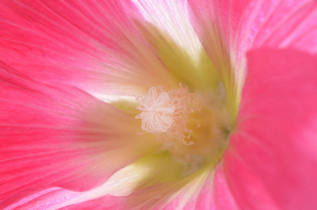 鲜花装饰蜀葵