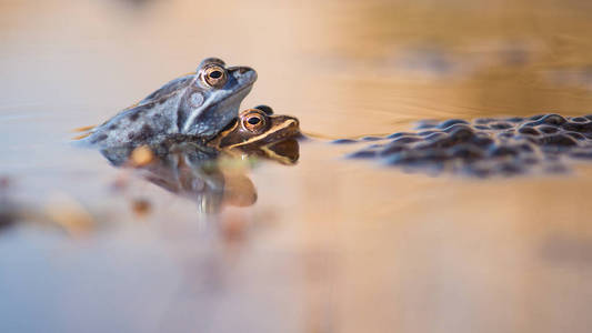 沼青蛙在水中下一步去产卵