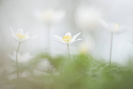 在森林里的野生木莲花开花图片