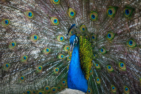 美丽的孔雀，显示他丰富多彩的尾巴，动物园，第比利斯